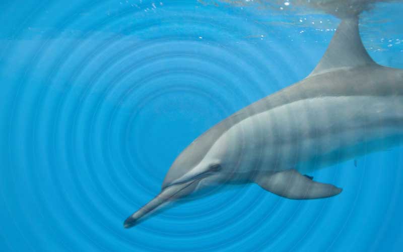 Dolphin Sounds and Acoustics