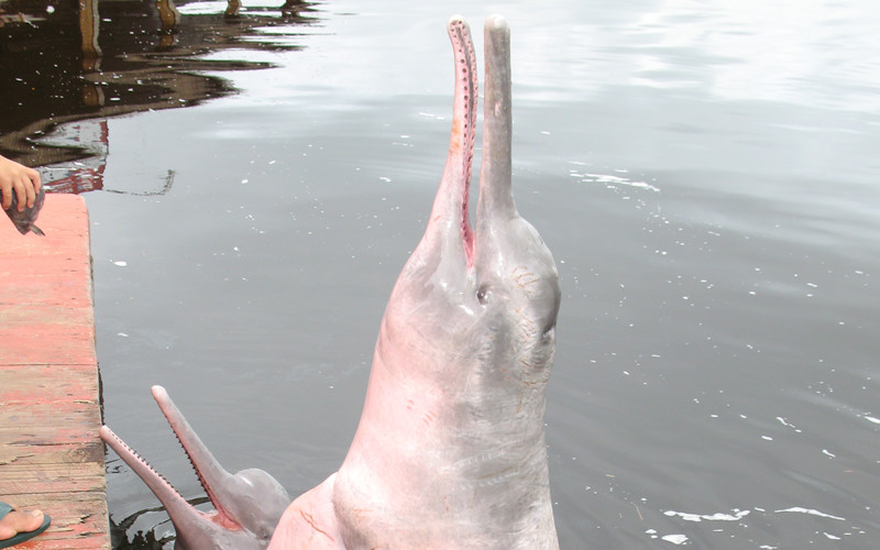 Amazon River Dolphin - Inia Geoffrensis.