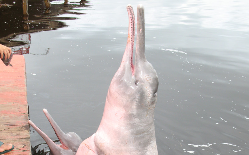 Pink Amazon River Dolphin Dolphins World Pink Amazon River Dolphin Dolphins World