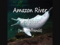 boto_the_amazon_river_dolphin_video