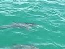  Bottlenose Dolphins in Australia