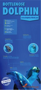 Bottlenose dolphin infographic