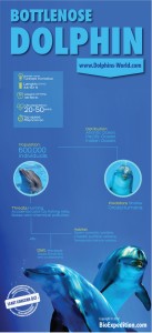 Tursiops- infographic