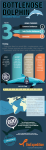 Bottlenose dolphin genus infographic