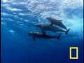 Bottlenose Dolphins Fighting