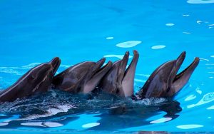 Dolphins in captivity.