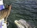 Cat and Dolphins Playing Together