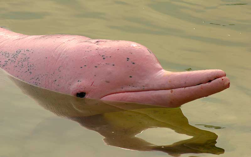 Chinese White Dolphin (Sousa chinensis)