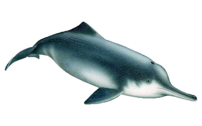 Baiji – Chinese River Dolphin (Lipotes vexillifer)