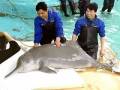 Chinese River Dolphin