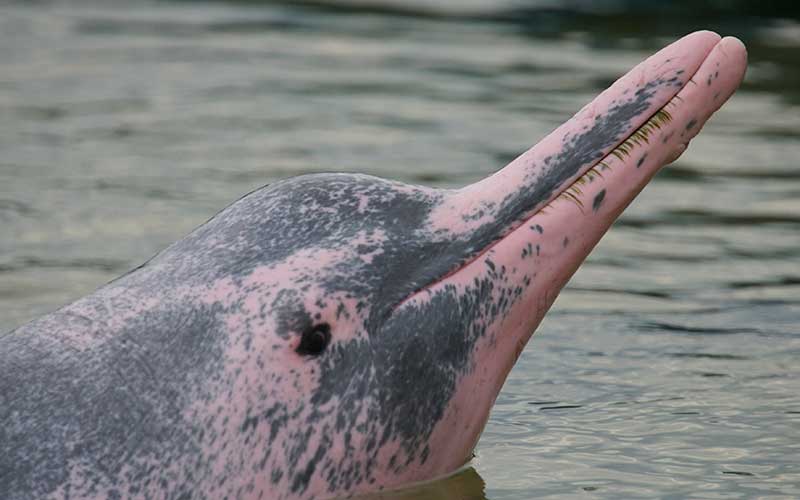 Chinese white dolphin facts.