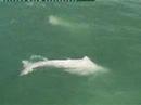 Chinese White Dolphin Close-up