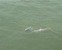 Chinese White Dolphins Playing