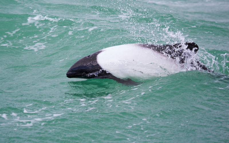 Commerson’s Dolphin (Cephalorhynchus commersonii)