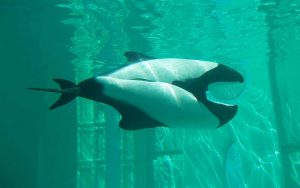 Characteristics of Commerson's dolphin.