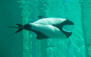Characteristics of Commerson's dolphin.