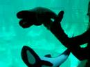 Commerson's Dolphin at SeaWorld