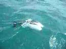Commerson's Dolphin Video