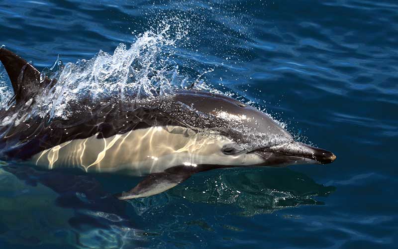 Common Dolphin – Genus Delphinus.