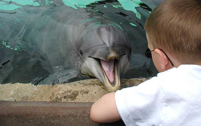 Dolphin Communication