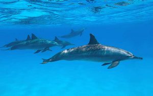 Conservation of dolphins.