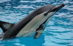 Characteristics of common dolphin.