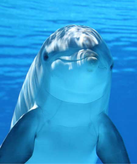 Dolphin Facts and Information | Dolphins World