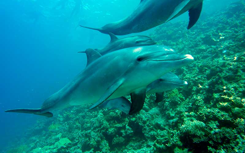 Dolphin Species