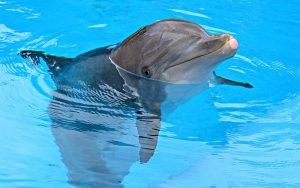 Dolphins in aquariums