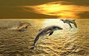 The Dolphins of Oceanus by John Hoopes.