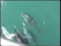 Dusky Dolphins in Kaikoura