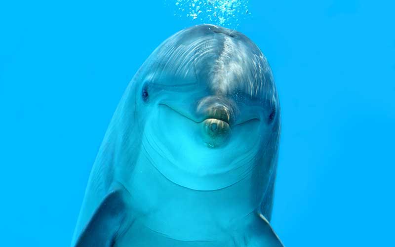 Dolphin Echolocation