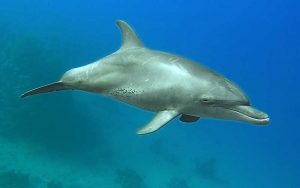 Dolphin ancestors.