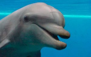 Facts about dolphins.