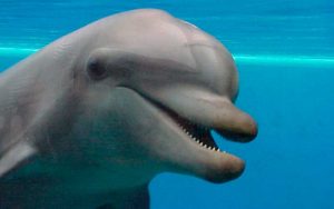 Facts about dolphins.