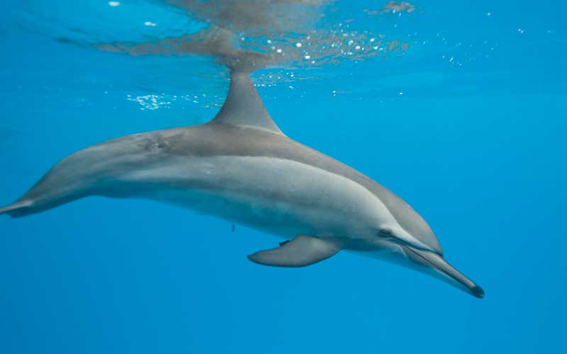 Dolphin Feeding