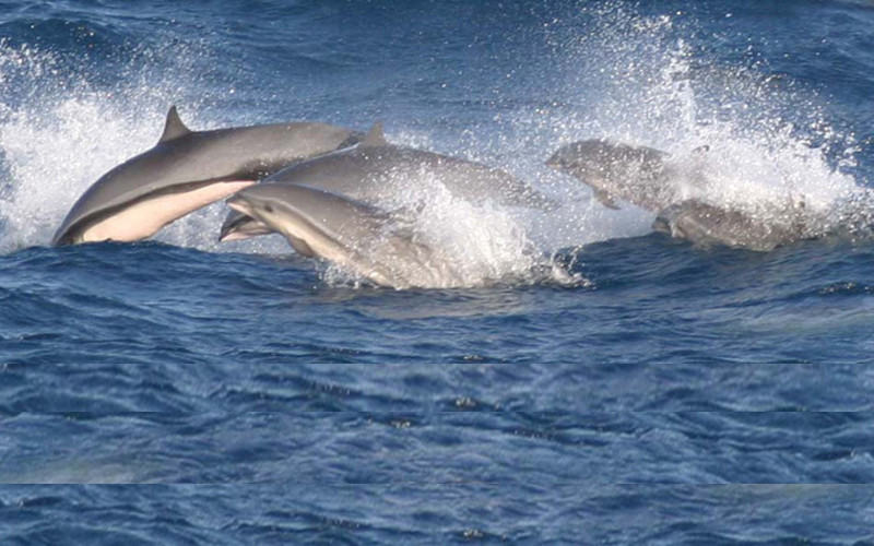 Fraser’s Dolphin (Lagenodelphis hosei)