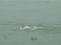 Group of Chinese White Dolphins