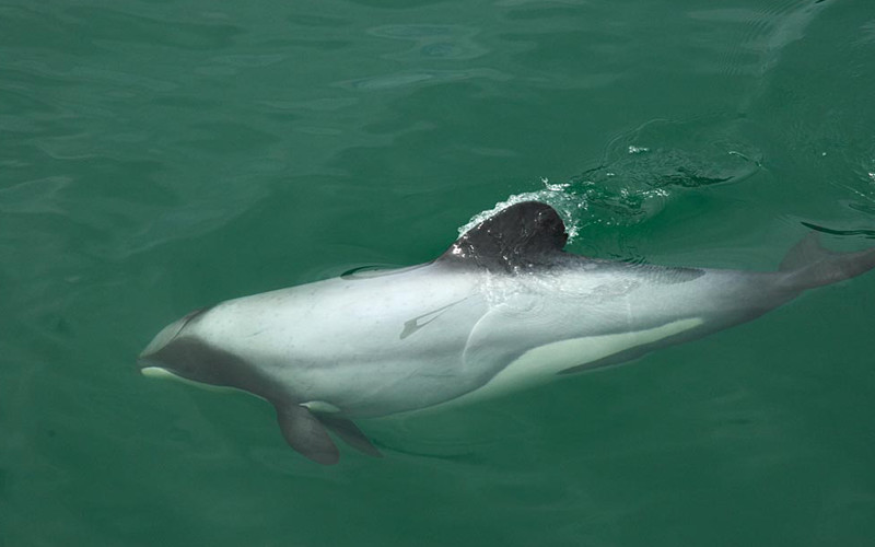 Hector’s Dolphin (Cephalorhynchus hectori)