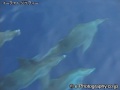 Indo-Pacific Bottlenose Dolphin Pod