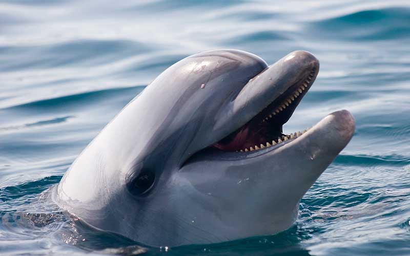 Indo-Pacific Bottlenose Dolphin (Tursiops aduncus)