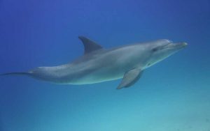Are dolphins smart?
