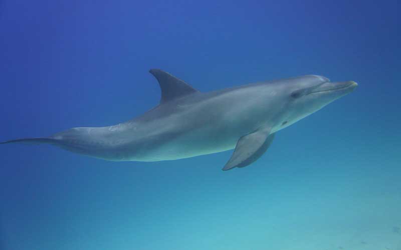 Dolphin Intelligence | Dolphins World