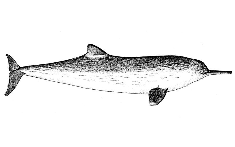 La Plata Dolphin (Pontoporia blainvillei)