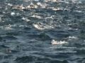 Large Pod of Common Dolphins