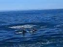 Large Pod of Dusky Dolphins