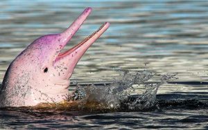 Socialization of dolphins.