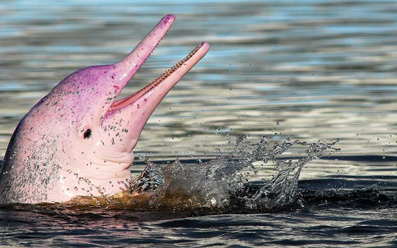 Learning from Dolphins