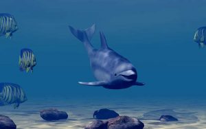 Movies about dolphins.