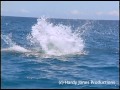 Ocean Acrobats The Spinner Dolphins